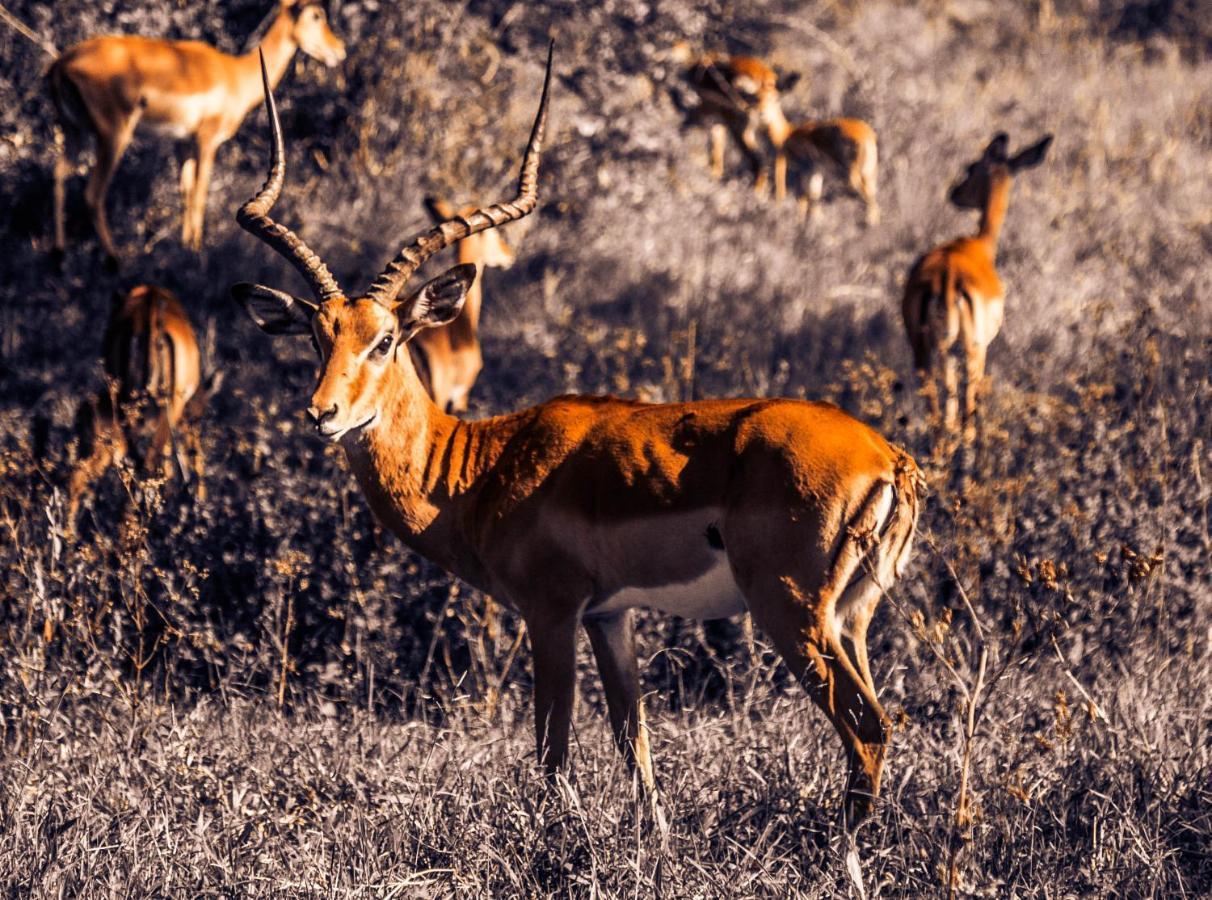 Kigambira Safari Lodge Bakijurura Екстер'єр фото